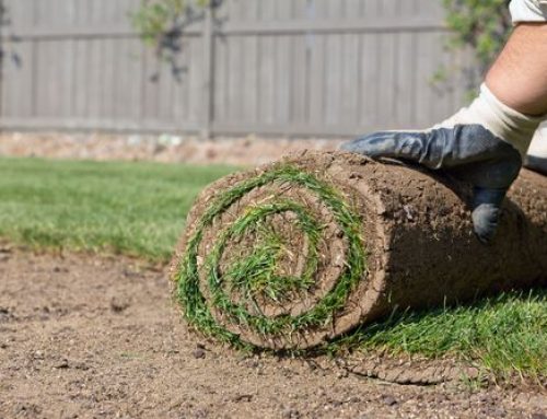 Installation Tips for Grass Sod in South Carolina
