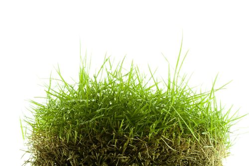 What are the Pros and Cons of Zoysia Grass in South Carolina?