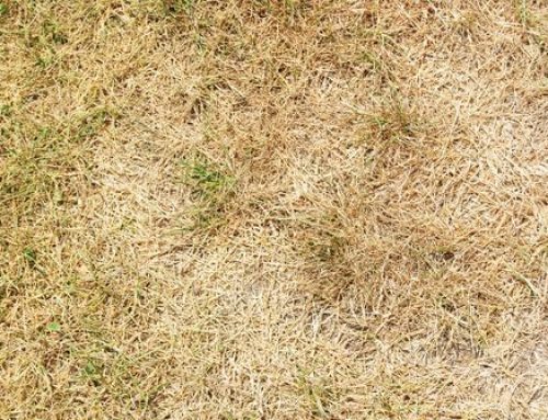 How Can I Avoid Winter Browning of St. Augustine Grass in South Carolina?
