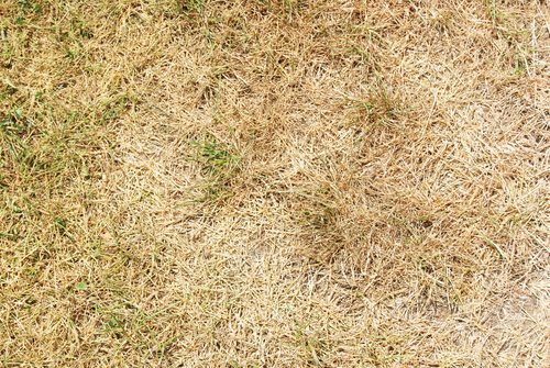 How Can I Avoid Winter Browning of St. Augustine Grass in South Carolina?