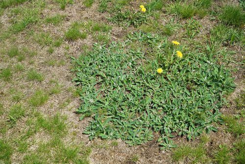 How Can I Control Weeds and Disease in My Centipede Grass Lawn in South Carolina?