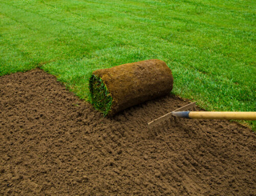 Enhancing Curb Appeal with Sod: A Guide for Homeowners